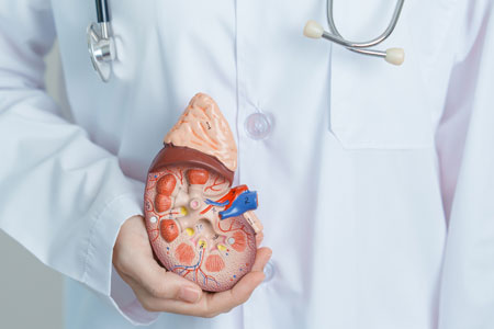 Kidney Transplant Specialist in Faridabad